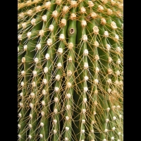 Cactus cierge, Neobuxbaumia polylopha (DC) Backeb. (fam Cactacees) (Mexique) (4)